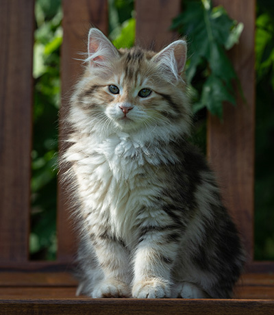 Aleksander - 12 Wochen alt