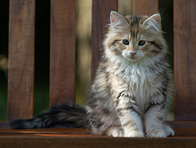 Aleksander - 12 Wochen alt