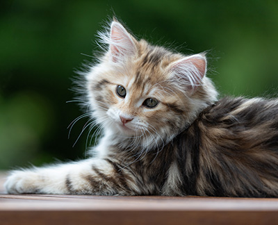 Aleksander - 12 Wochen alt