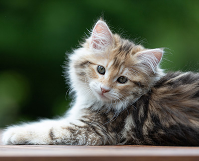 Aleksander - 12 Wochen alt