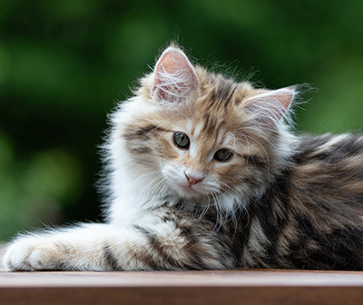 Aleksander - 12 Wochen alt