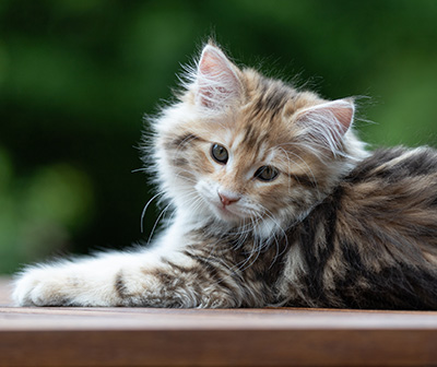 Aleksander - 12 Wochen alt