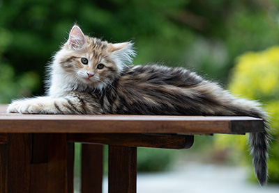 Aleksander - 12 Wochen alt