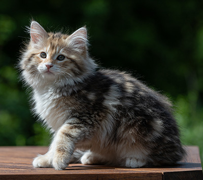 Aleksander - 12 Wochen alt