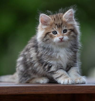 Aleksander - 9 weeks old