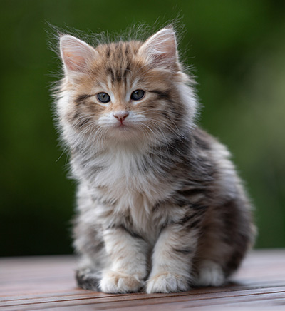 Aleksander - 9 weeks old