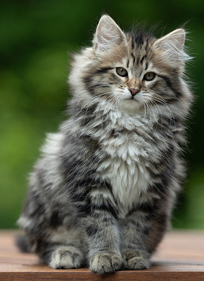 Alexej - 12 Wochen alt