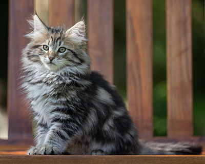 Alexej - 12 Wochen alt