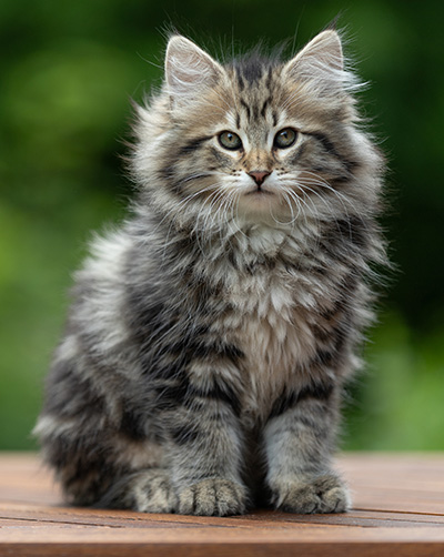 Alexej - 12 Wochen alt