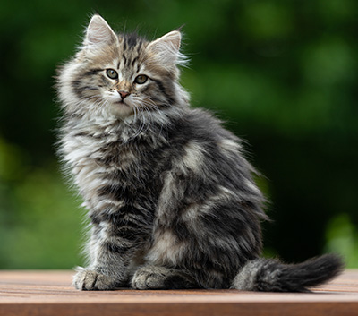 Alexej - 12 Wochen alt