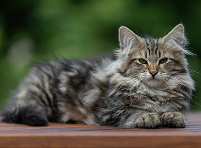 Alexej - 16 Wochen alt