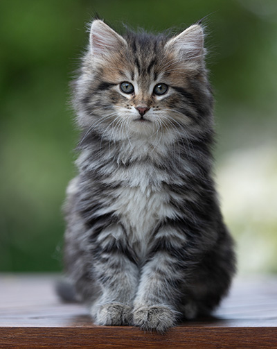 Alexej - 9 weeks old