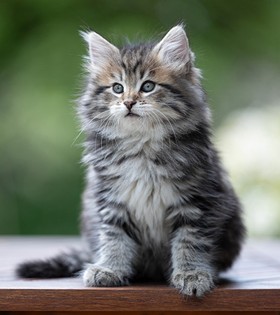 Alexej - 9 weeks old