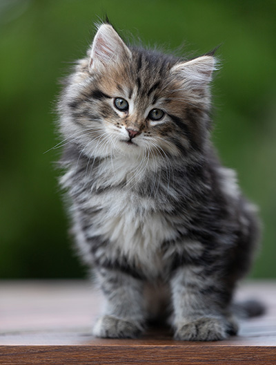 Alexej - 9 weeks old