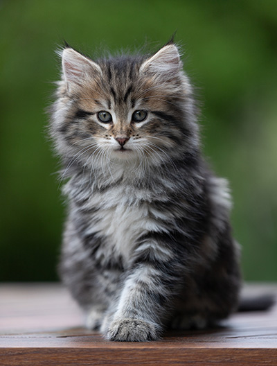 Alexej - 9 weeks old