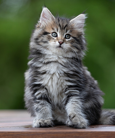 Alexej - 9 weeks old
