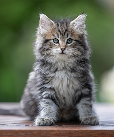 Alexej - 9 weeks old