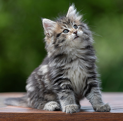 Alexej - 9 weeks old