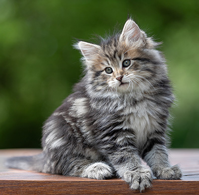 Alexej - 9 weeks old