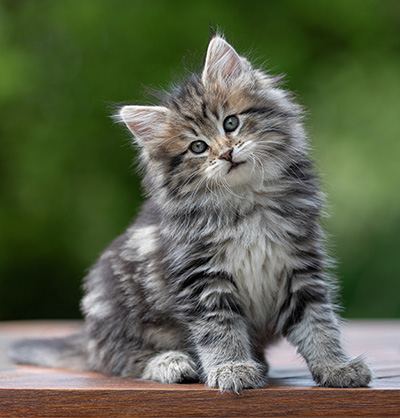 Alexej - 9 weeks old