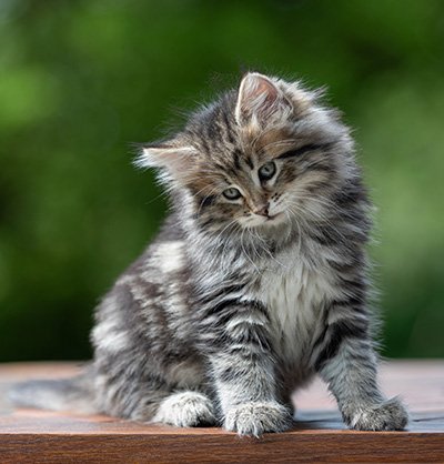 Alexej - 9 weeks old