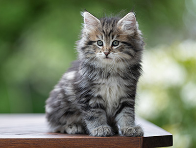 Alexej - 9 weeks old
