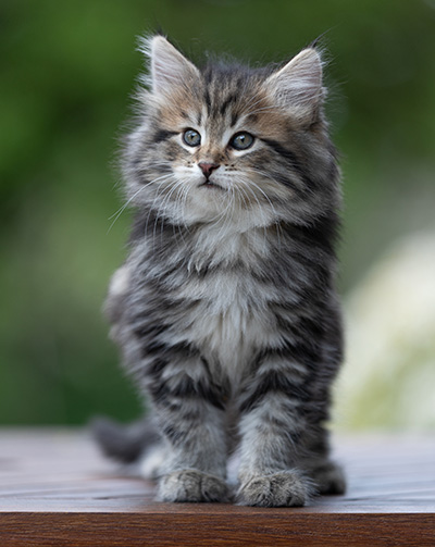 Alexej - 9 weeks old