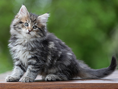Alexej - 9 weeks old