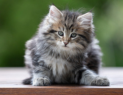 Alexej - 9 weeks old