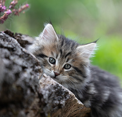 Alexej - 9 weeks old