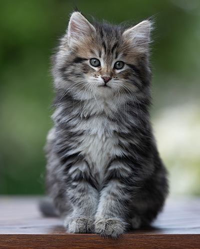 Alexej - 9 weeks old