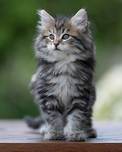 Alexej - 9 weeks old