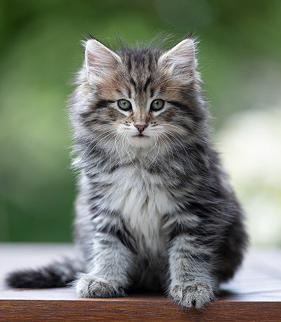Alexej - 9 weeks old
