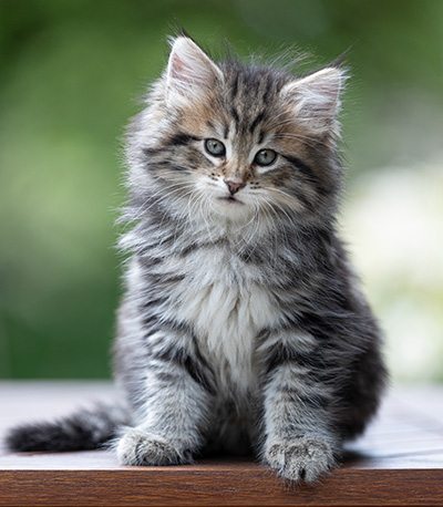 Alexej - 9 weeks old