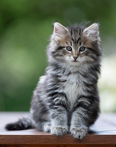 Alexej - 9 weeks old