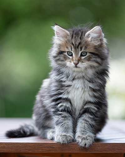 Alexej - 9 weeks old