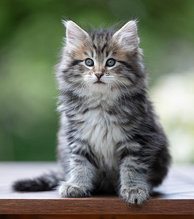 Alexej - 9 weeks old