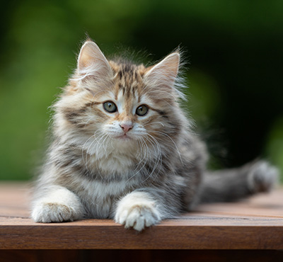 Anastasia - 12 Wochen alt