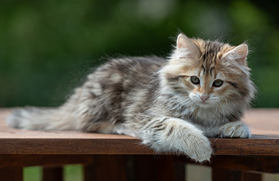 Anastasia - 12 Wochen alt