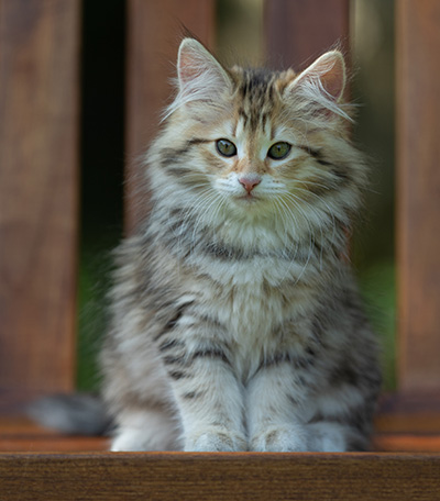 Anastasia - 12 Wochen alt