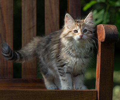 Anastasia - 12 Wochen alt