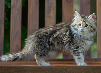 Anastasia - 12 Wochen alt