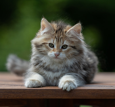 Anastasia - 12 Wochen alt