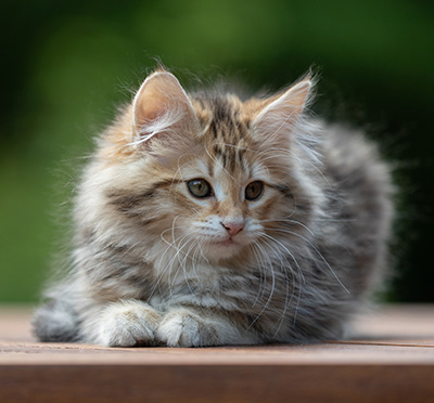 Anastasia - 12 Wochen alt