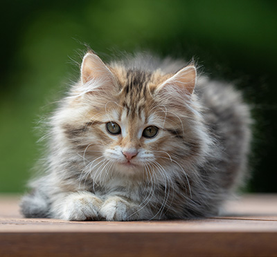 Anastasia - 12 Wochen alt