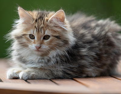 Anastasia - 12 Wochen alt