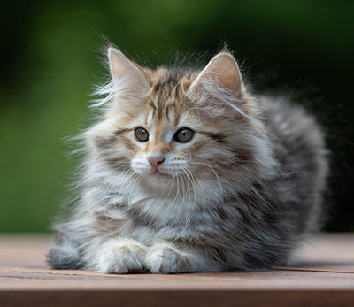 Anastasia - 12 Wochen alt