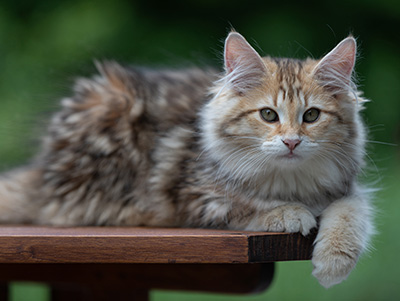 Anastasia - 16 Wochen alt