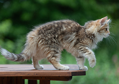 Anastasia - 16 Wochen alt