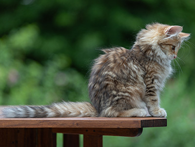 Anastasia - 16 Wochen alt